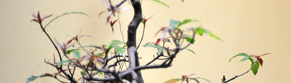 carola de berardinis